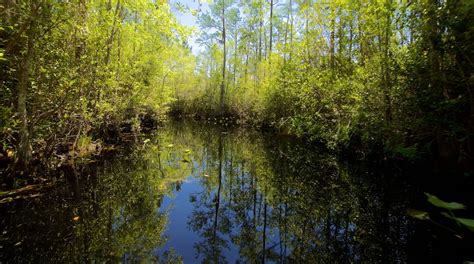 Okefenokee Swamp Park Tours - Book Now | Expedia