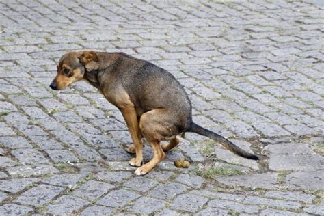 Tipos De Fezes De Cachorro Como Identificar Problemas