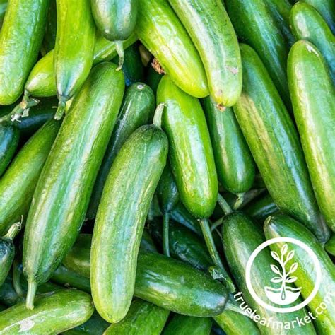 17 Best Cucumber Varieties That are Easiest to Grow - Outdoor Happens