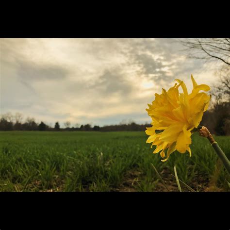 Flower and Farm Field 16975647 Stock Photo at Vecteezy