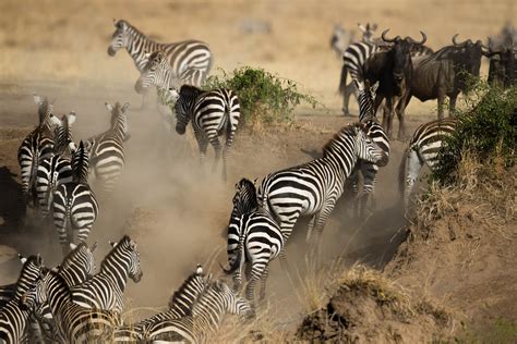 Serengeti Great Migration Safari Best View Tanzania Safaris Tours