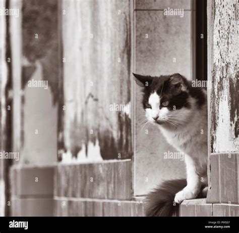 Cat On Window Ledge Stock Photo Alamy