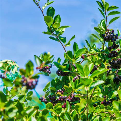 Chokeberry Tree Leaves Wholesale Dealer Green Dps Uminho Pt