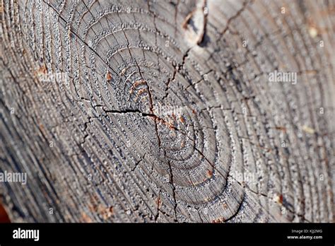 Baumstamm Querschnitt Fotos Und Bildmaterial In Hoher Aufl Sung Alamy