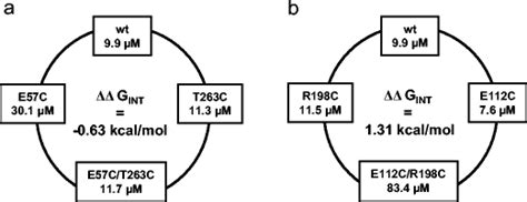 Ec50 Value Based Double Mutant Cycle Analysis Of Hp2x3 Cysteine Single