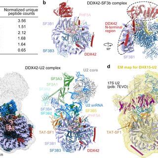 Similarities And Differences Between The Structures Of Ddx U Complex