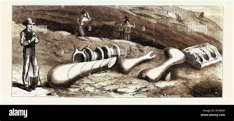 Antediluvian remains discovered hi-res stock photography and images - Alamy