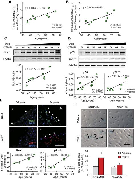 The Matricellular Protein Tsp Promotes Human And Mouse Endothelial