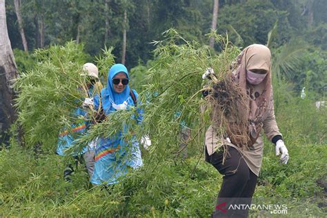 Bnn Musnahkan 3 5 Hektare Ladang Ganja Di Aceh Besar Antara News