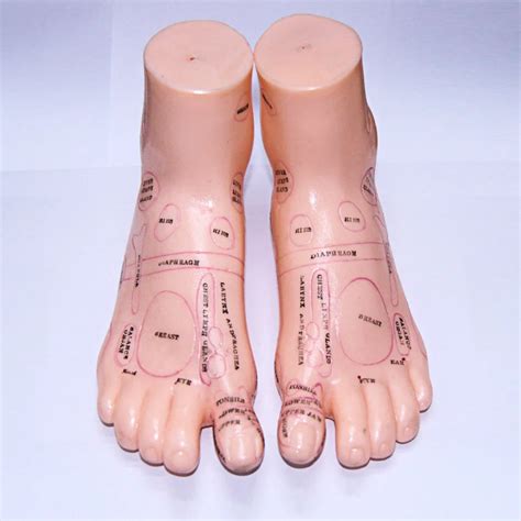 17cm Foot acupuncture model set foot acupuncture needle acupoint model foot acupuncture point ...