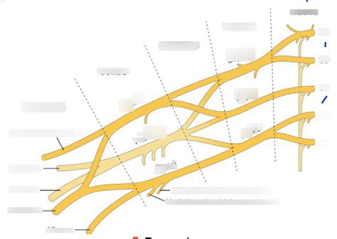 Brachial Plexus Diagram 1 Diagram | Quizlet