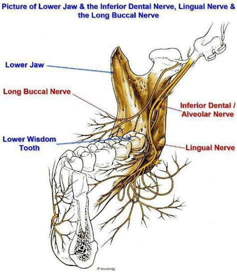 Inferior alveolar,Lingual and Long buccal nerves | Dental anatomy ...