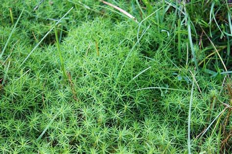 19 Types Of Mosses For Your Garden