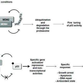 Implications Of P Reactivation For The Treatment Of Cancer