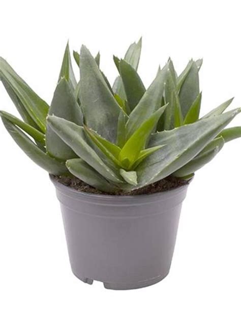 Kaktus sukkulent Aloe hybrid Ø9 cm potte Plantorama