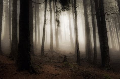 Eerie Forest By Umakumari On Deviantart