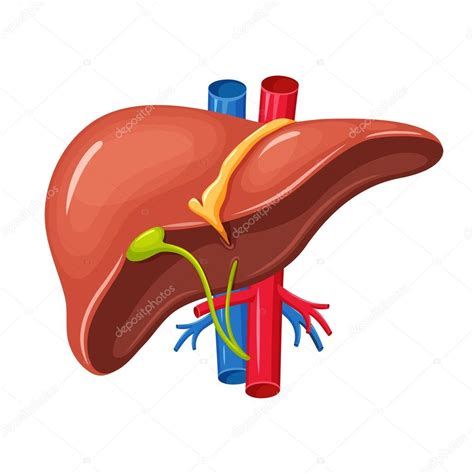 Anatomía del hígado humano 2024