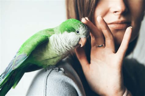 Quaker Parrot Color Mutation Chart - Infoupdate.org