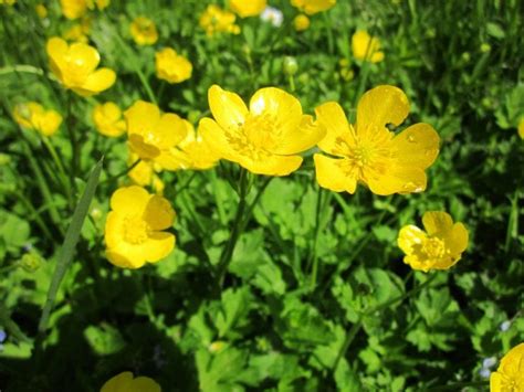 Onagra Oenothera Biennis