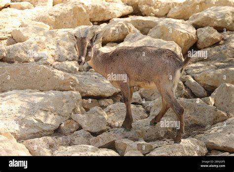 Arabian tahr (Arabitragus jayakari) captive, Oman, October Stock Photo ...