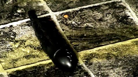 Old Clip From 2017 Tether Spout To Secure A Chastity Cage Gay Average