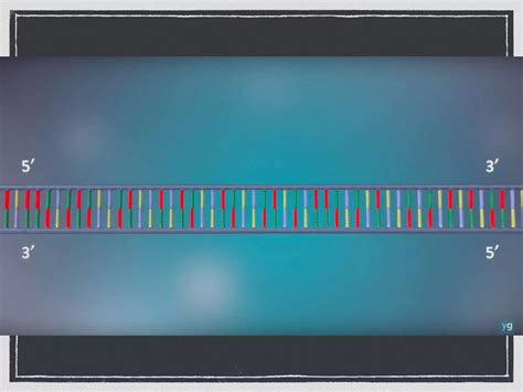 Dna Synthesis And Protein Synthesis Ppt