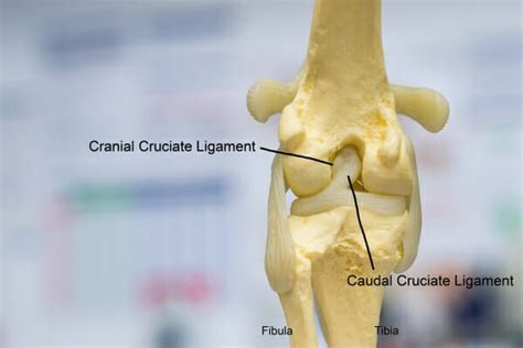 Anatomy Of The Canine Knee Easyanatomy 51 Off