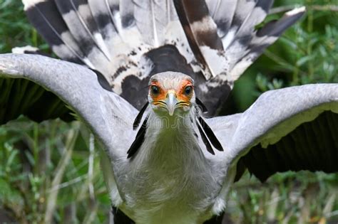 Portrait Of A Secretary Bird Sagittarius Serpentarius Stock Photo