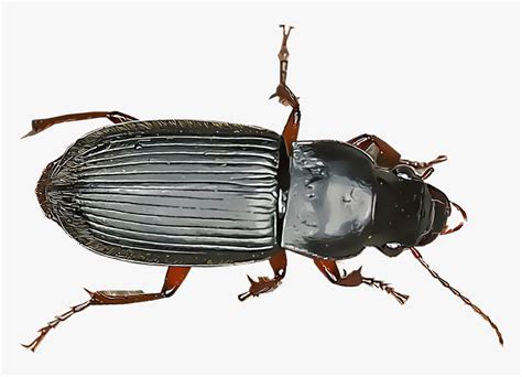 Ground Beetle Png - Beetle Identification Chart, Transparent Png - kindpng