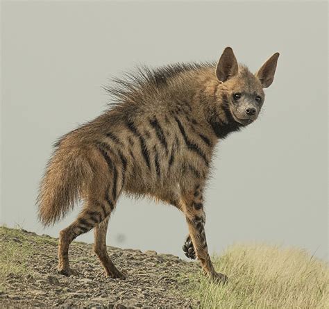 Striped Hyena | Scratchpad Video Wiki | Fandom