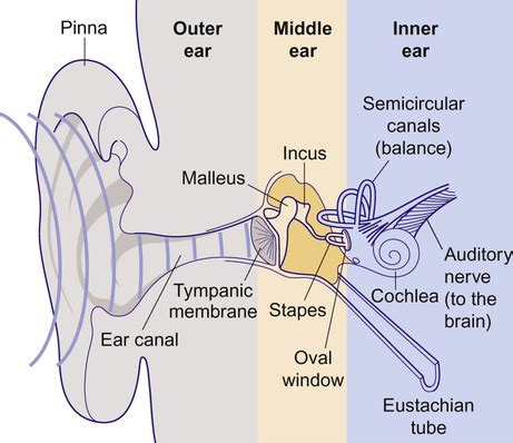 The Ear Hearing And Balance Worksheets