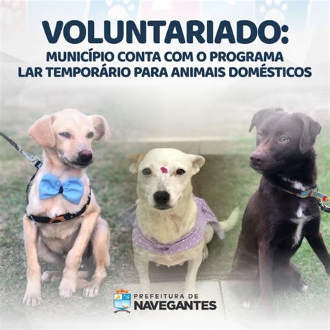 Navegantes Conta Com O Programa Lar Temporário Para Animais Domésticos