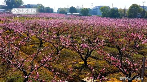 江苏《午间看点》：江苏无锡惠山区—获批建设国家现代农业产业园发展