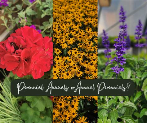 Perennial Annuals Or Annual Perennials Falk Nurseries