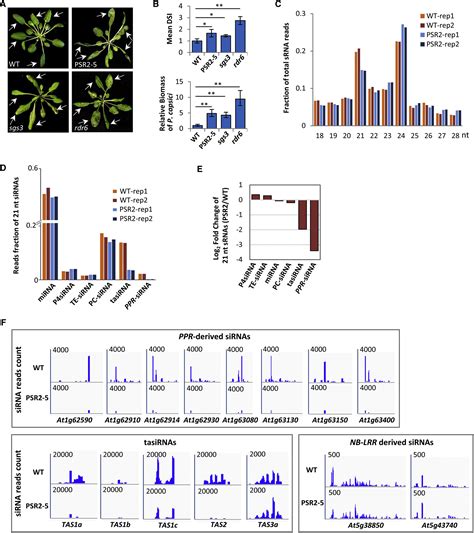 A Phytophthora Effector Suppresses Trans Kingdom Rnai To Promote Disease Susceptibility Cell