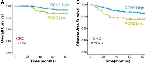 Oncologie Free Full Text Rcn Expression Indicates Prognosis In