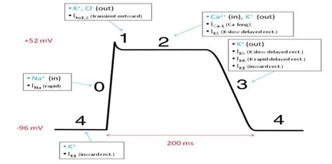 Five phases of cardiac action potential. [Rudy, 2008] | Download ...