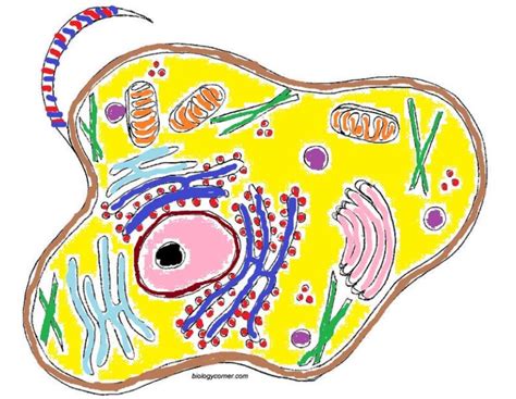 ADV Animal Cell Organelles with functions Diagram | Quizlet