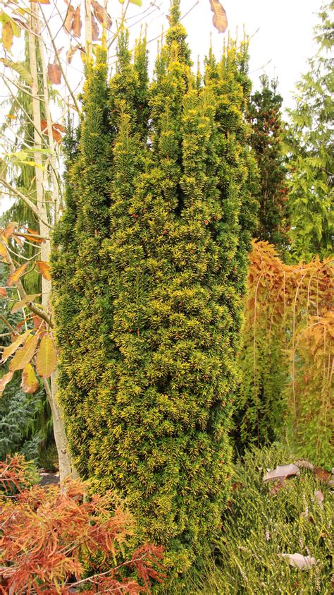 Taxus Baccata Standishii English Yew Conifer Kingdom