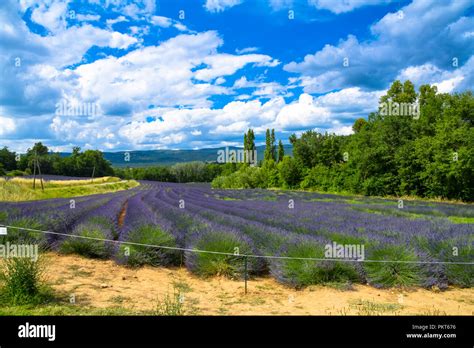 Lavender fields in bloom near the medieval village of Gordes in the ...