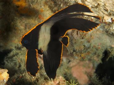 Pinnate Spadefish - Platax pinnatus - Spadefishes - Dusky Batfish ...