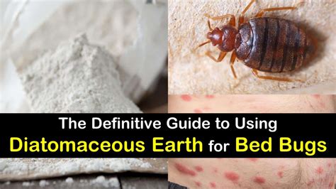 How To Get Rid Of Bed Bugs Using Diatomaceous Earth Bed Western