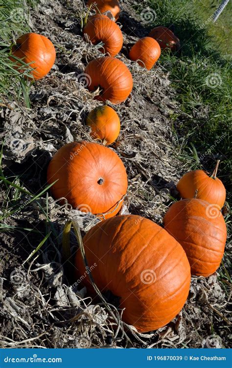 Productos De Otoño Calabazas Anaranjadas En El Suelo Imagen de archivo