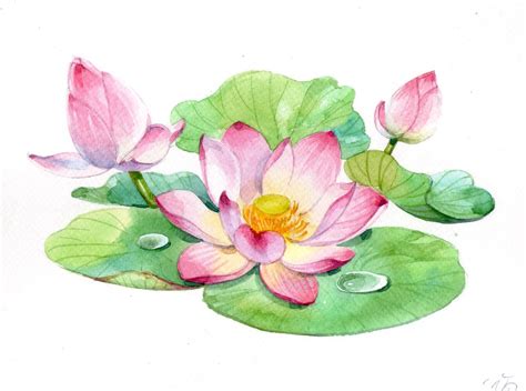 Watercolor Lotus Lotus Painting Watercolor Bouquet Nature Art