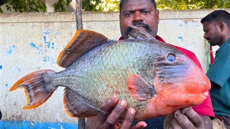 Kasimedu Speed Selvam Very Rare Angel Fish Cutting In Kasimedu