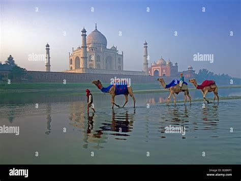 India Uttar Pradesh Agra Taj Mahal Camels In Front Of The Taj Mahal