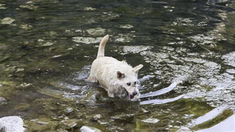 Los veterinarios revelan los peligros ocultos de bañar a tu perro este