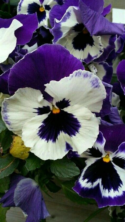 How To Choose And Grow The Prettiest Pansies For Cool Season Color