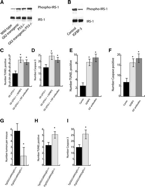 Gli2 And P53 Cooperate To Regulate IGFBP 3 Mediated Chondrocyte