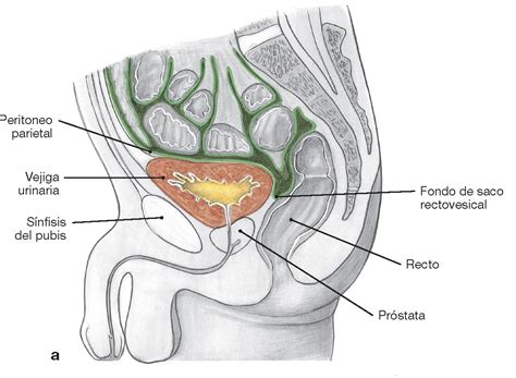 Thread By Pasionanatomia On Thread Reader App Thread Reader App